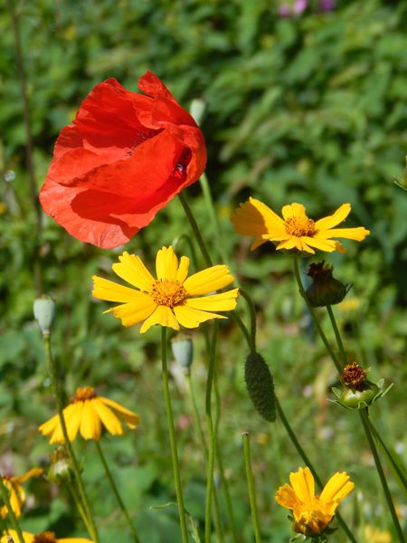 Qualunque sia il dolore, Rumi