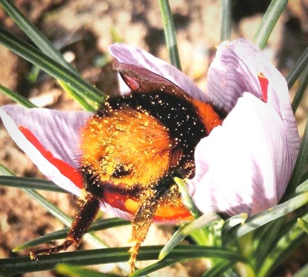 Come un bombo addormentato in un fiore