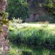 Giardini botanici di Ninfa, Cisterna di Latina (LT)