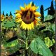 Un girasole sa dove trovare la luce sito