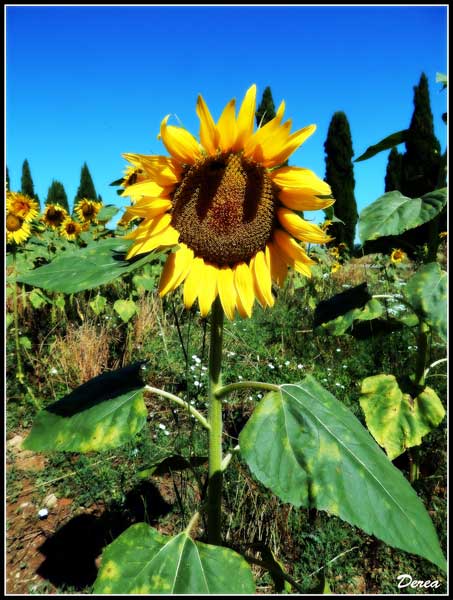 Un girasole sa dove trovare la luce sito